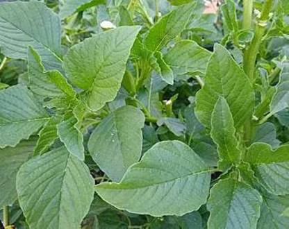 KANAYA Amaranthus Green Saag Cheera Hybrid Spinach Seed