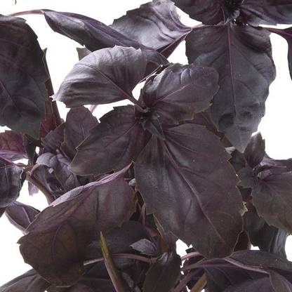 WILLVINE NDIR-2 Red Osmin (Purple Basil) Seeds Seed