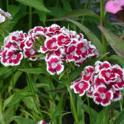 Aywal Sweet William Seed