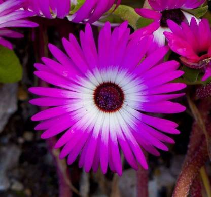 CYBEXIS Dorotheanthus bellidiformis - Ice Plant Seed