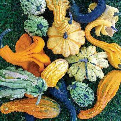 PEARL Beetlejuice-F1-Hybrid-Gourd-Mix Seed