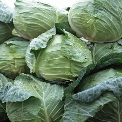 nesto Cabbage Vegetable Seeds Seed