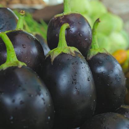 KNESSiN Brinjal Black Beauty[400 Seeds] Seed