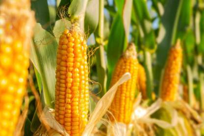 CEZIUS Sweet Corn Golden Queen Vegetable Seed