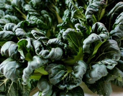 CYBEXIS Seeds of Vegetable Tatsoi Tah Tsai-250 Seeds Seed