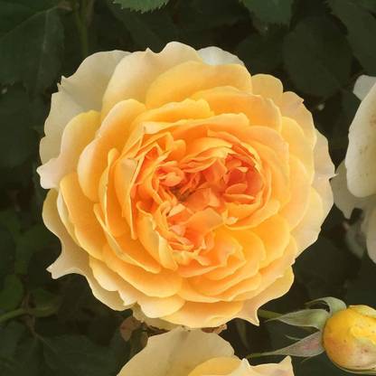 CYBEXIS VVI-38 - Yellow Rose Bush - (900 Seeds) Seed