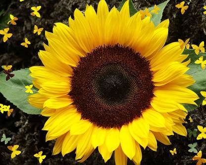 BDSresolve sunflower seeds for planting/sunflower seeds 10 Seed
