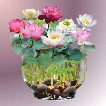 POLYGON lotus seeds Seed