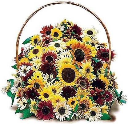 CYBEXIS GUA-32 - Monet's Palette Mix Sunflower - (1350 Seeds) Seed