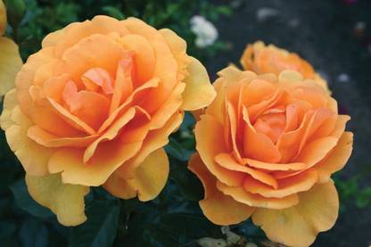 Qualtivate PUA-3A South Africa Rose Golden Apricot Seed