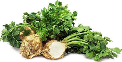 VibeX ATS-33 - Root Celery -Celeriac - (2250 Seeds) Seed
