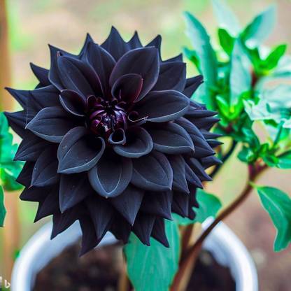NooElec Seeds India 35 Seeds- Hybrid Black Dahlia Flower Seeds For Planting - All Seasons Flower Seed