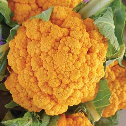 KNESSiN VIC-71 Cheddar Cauliflower Seed