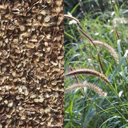 EasySeeds Dhaman Grass, Buffel, Anjan, Kolukattai, Kusa, Guddi Grass, Fodder Seed