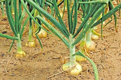 VibeX ATS-84 - Vidalia Sweet Onion - (4500 Seeds) Seed