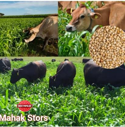 SSG 1kg, Jowar SSG sorghum Sudan animal grass very tasty grass Seed