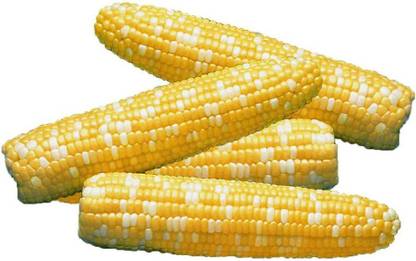 VibeX XLL-86 - Serendipity Triplesweet Hybrid Corn - (250 Seeds) Seed