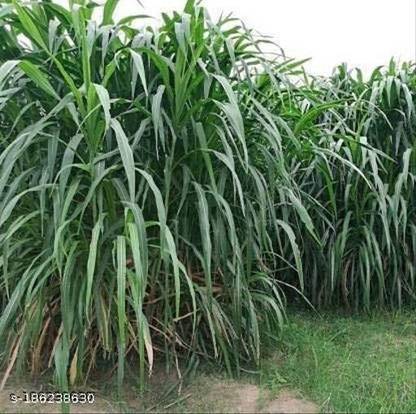 SRI SAI FORESTRY SUPER NAPIER GRASS SEED 500G, MULTI CUT, Tall Growing Grass Seed