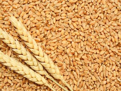 Sampada DBW 187 for Farming & Agriculture (Kheti) Pure Gehu Ka Bheej 10 KG, Variety - 187 Seed
