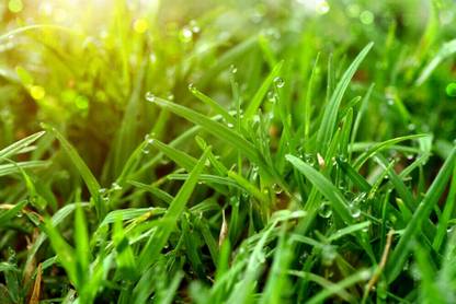JAYANTAHALDER DHURBA GHAS, DOOB GRASSS, BAHAMA GRASS Seed