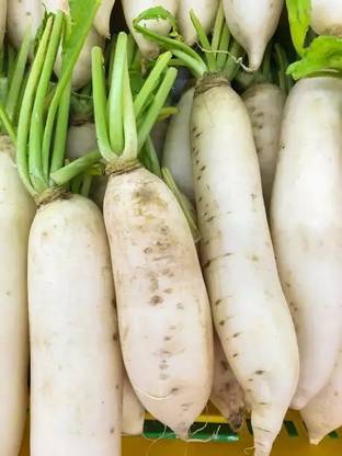 Quentova White Radish (Mooli) Vegetable (मूली के बीज) Seed
