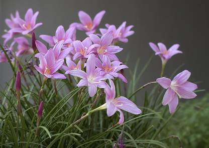 CYBEXIS HUA-99 - Pink Rain Lily ( Zephyranthes grandiflora ) - (60 Seeds) Seed