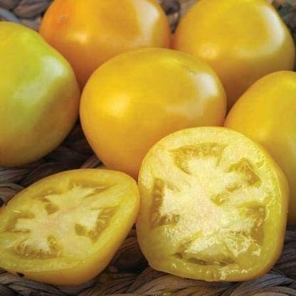CYBEXIS Organic Taxi Tomato Vegetable Seeds500 Seeds Seed
