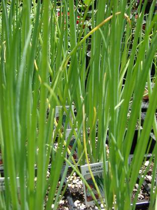 WILLVINE EVERGREEN NEBUKA BUNCHING ONION Japanese Allium Fistulosum-[400 Seeds] Seed