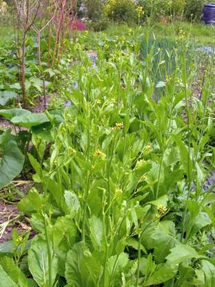 VibeX LXI-73 - Mustard Greens Old Fashioned - (750 Seeds) Seed