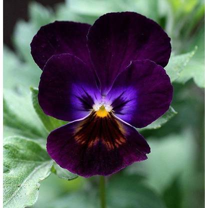 OGIVA Pansy Dark Violet Flower Seed