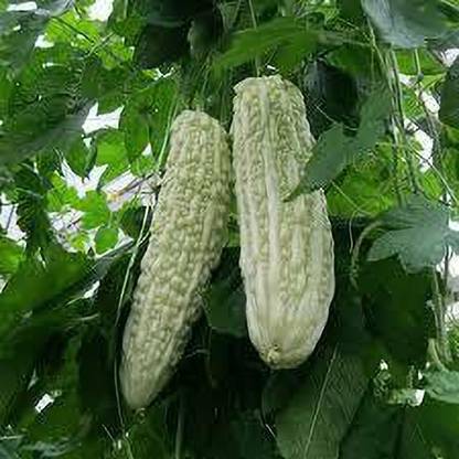 Paudha karela , bitter gourd Seed