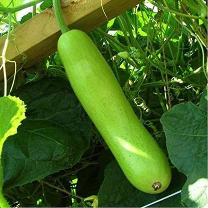 CYBEXIS TLX-58 - Dichondra Bottle Gourd - (900 Seeds) Seed