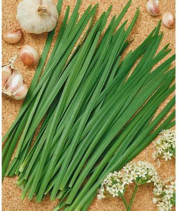 Farmers Choice Garlic Chives Seed