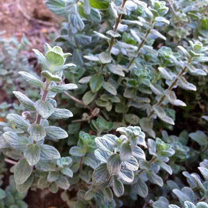 KNESSiN Wild Zaatar Oregano (Origanum syriacum)-100 x-{800 Seeds} Seed