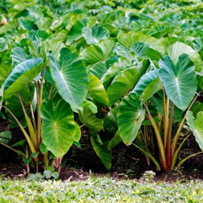 SeeGreen Taro Root / Arbi / Dasheen / Eddoes Vegetable Bulbs Home Outdoor Gardening Bulbs Seed