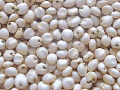 Jwar 1kg, Desi white jwar seeds highest yield Seed