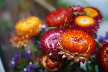 KANAYA Calendula Beauty Mix Flower Seed