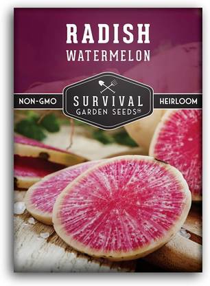 CYBEXIS ATS-84 - Watermelon Radish - (250 Seeds) Seed