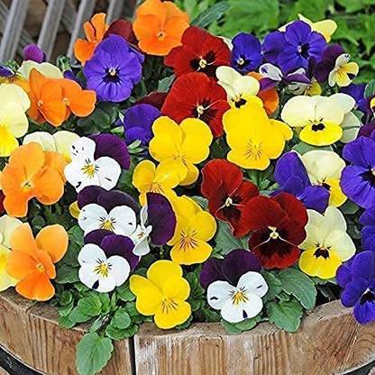 Lorvox Pansy Swiss Gaint Mixed Flower Seed