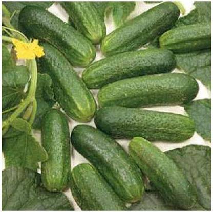 KNESSiN Cucumber Parisian Pickling Seed