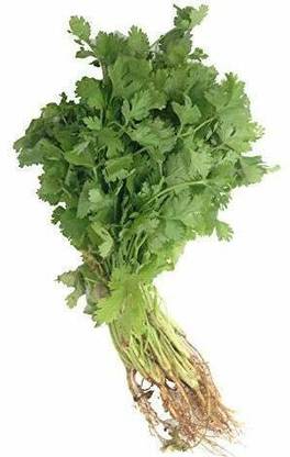 XOLDA Organic Coriander Seed
