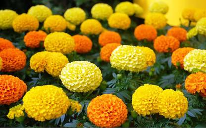 VibeX HUA-82 - Mexican Marigolds Cool Mix - (250 Seeds) Seed