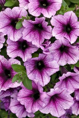 WHADE Purple Supertunia Bordeaux(Petunia) Seed