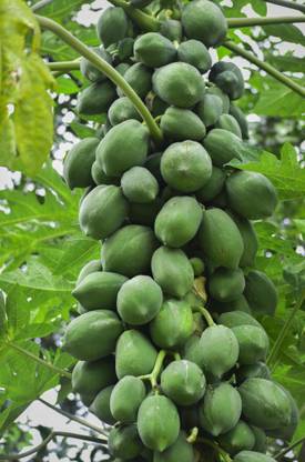 abiswas Taiwan red lady papaya 520+ Seed