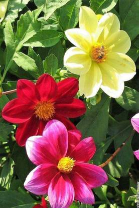CYBEXIS TLX-24 - Flowers Dahlia Funny Guys Mix - (540 Seeds) Seed