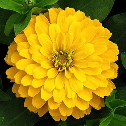VibeX LX-47 - Zinnia Elegans Canary Bird Yellow - (30 Seeds) Seed