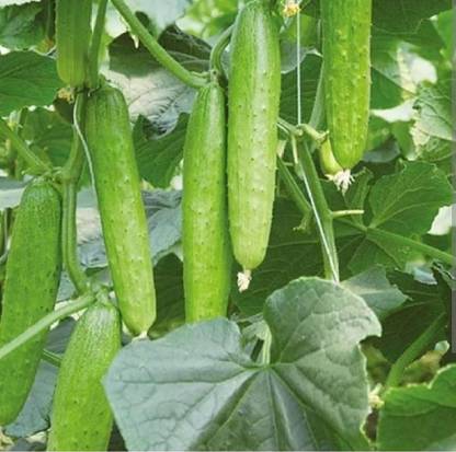 Kheera Kgp Desi kheera/cucumber vegetable seeds highest yield Verity early fruiting Seed