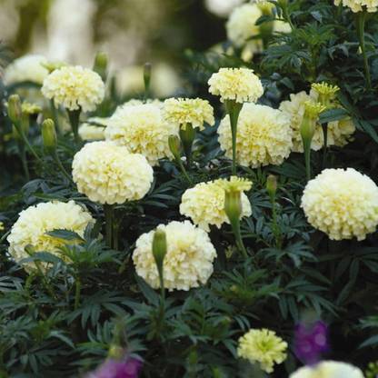 KNESSiN African Marigold Flower Garden - Vanilla F1[400 Seeds] Seed