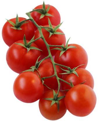 STOY Tomato Seed