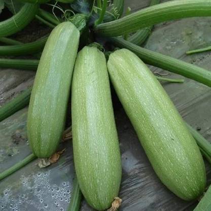 KNESSiN VIX-86 Squash Marrow Cocozelle Seed